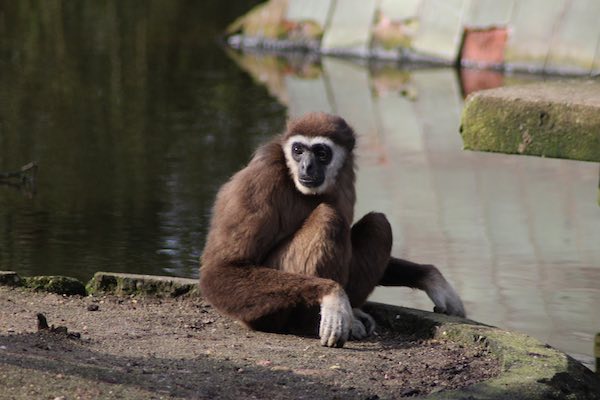 Activities-Wildlife-Park-St-Davids-Peninsula-Cottages